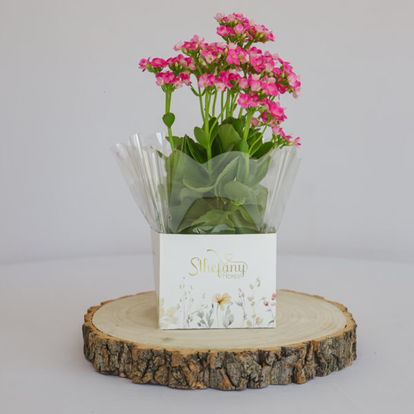 Kalanchoe P (cores sortidas)