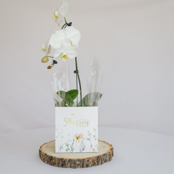 Orquídea Vaso Simples-Cores de acordo com a disponibilidade