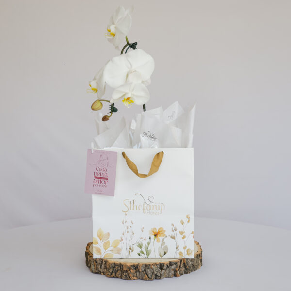 Orquídea Elegance (cores sortidas)