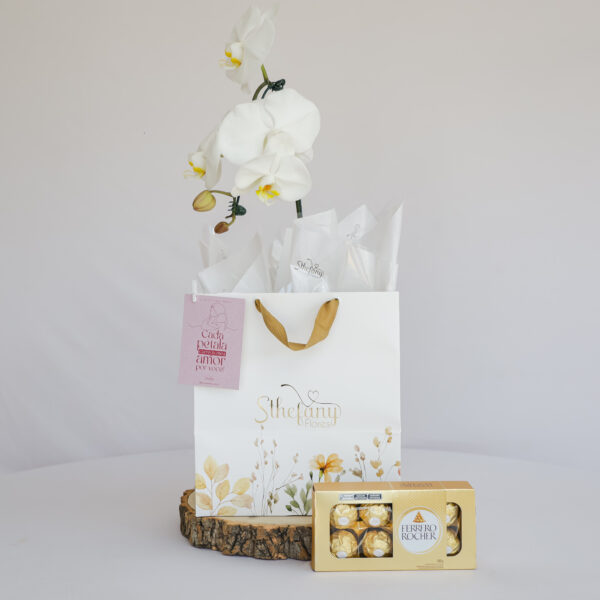 Kit Orquídea Elegance 01 (cores sortidas)