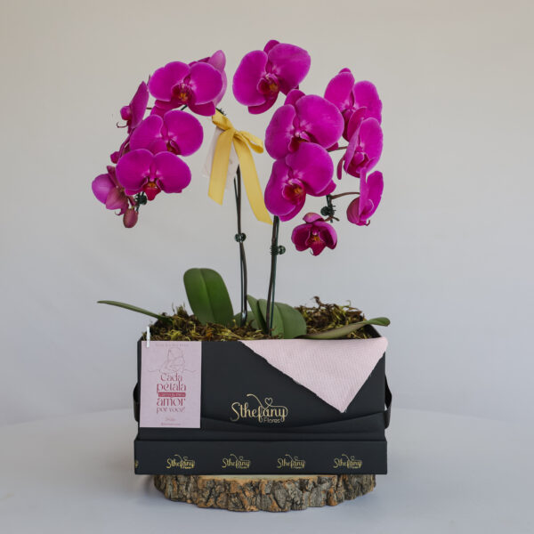 Box Orquídea Nobre (cores sortidas)