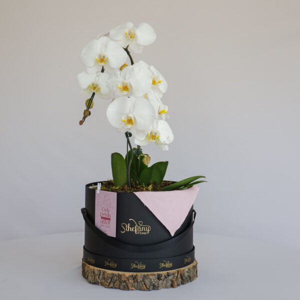 Box Orquídea Essencial (cores sortidas)