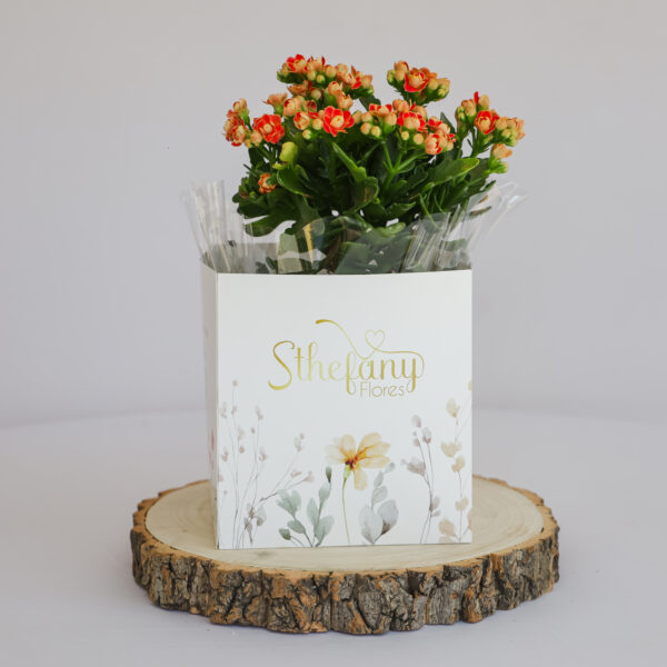 Kalanchoe G (cores sortidas)